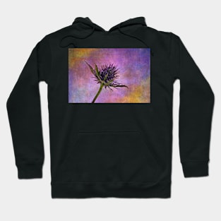 Eryngium head with texture Hoodie